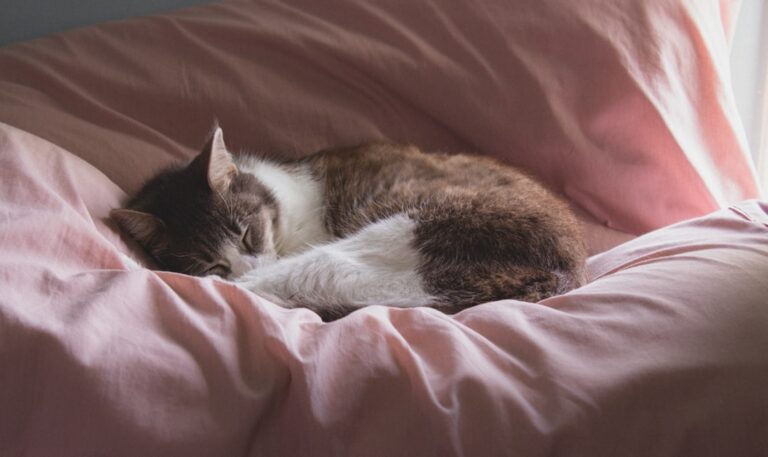 Photo dreams with cats