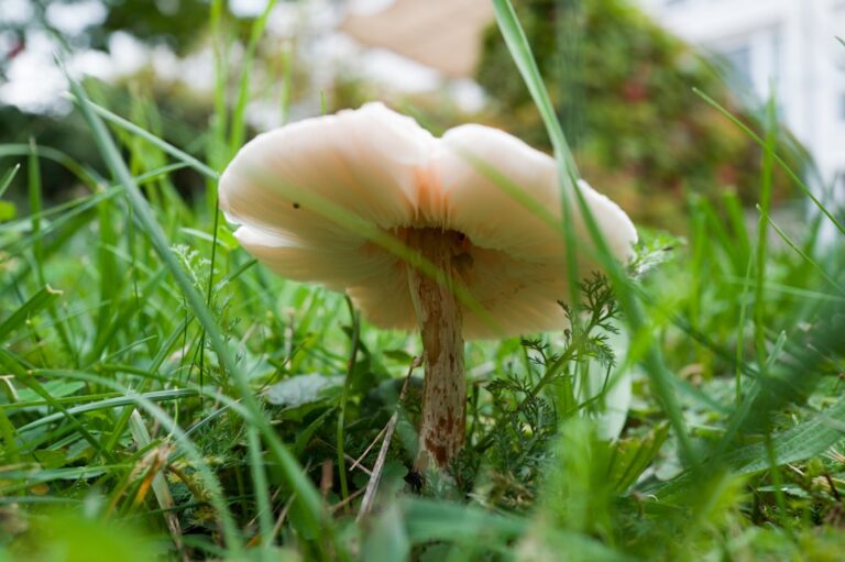 Photo soup cream mushroom