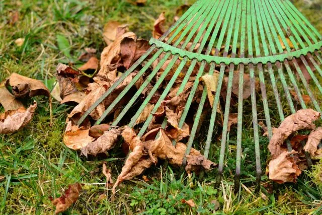 Persoană care strânge frunze uscate cu o greblă într-o grădină de toamnă